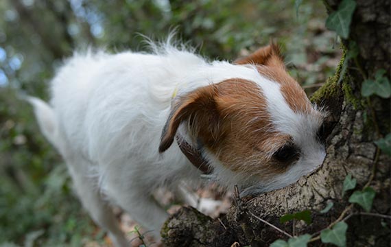 Trüffelsuche mit dem Hund