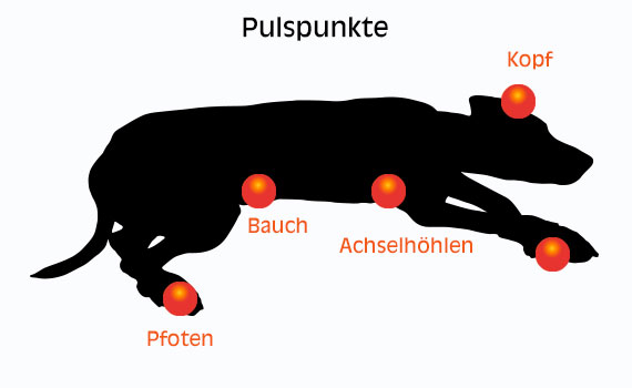 Erste Hilfe / Notfallversorgung bei einem Hitzeschlag